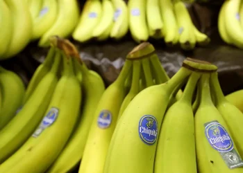 Chiquita, muz fiyatlarının yükselmesini bekliyor