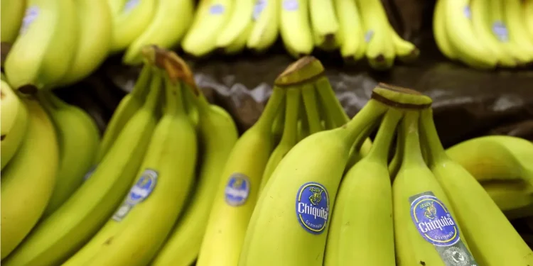 Chiquita, muz fiyatlarının yükselmesini bekliyor 1 Chiquita muz fiyatlarinin yukselmesini bekliyor