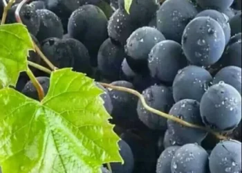 Çilek kokulu üzüm Ordu’nun yeni tarım markası oluyor: İzabella üzümünden pestil ve köme üretilecek