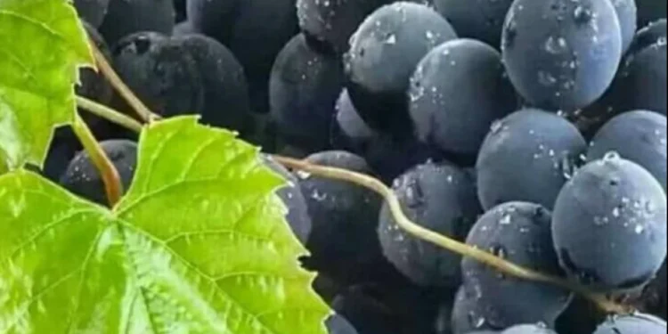 Çilek kokulu üzüm Ordu'nun yeni tarım markası oluyor: İzabella üzümünden pestil ve köme üretilecek 1 Cilek kokulu uzum