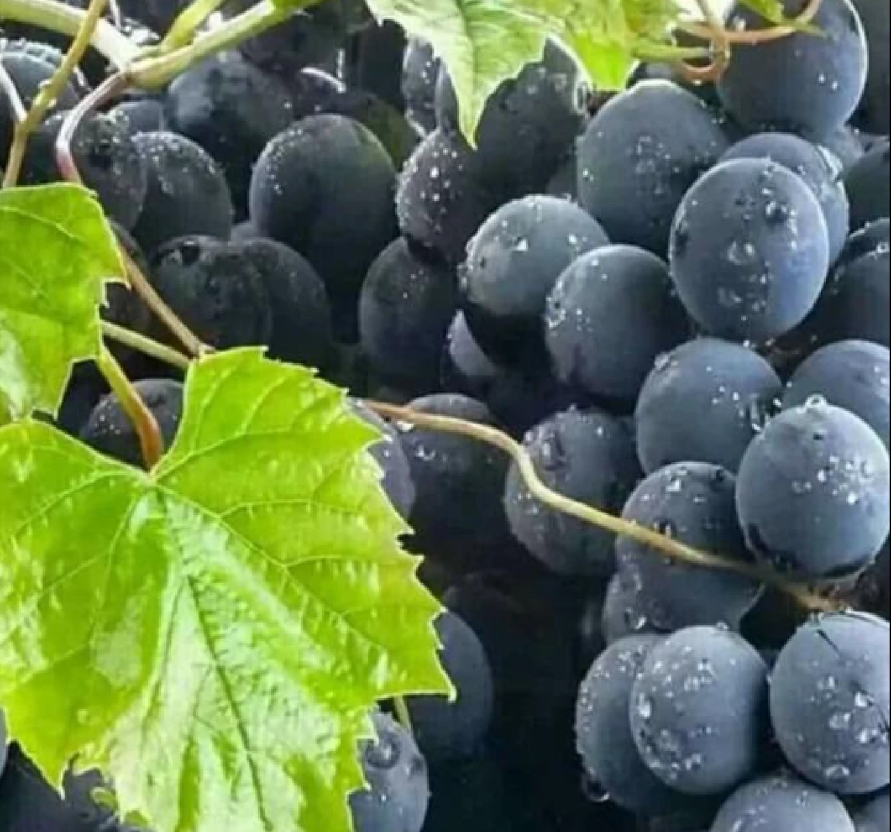 Çilek kokulu üzüm Ordu’nun yeni tarım markası oluyor: İzabella üzümünden pestil ve köme üretilecek