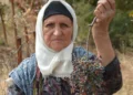 Annesinden öğrendi, 78 yaşında hâlâ topluyor. Yılda 450 ton üretiliyor 8 Annesinden öğrendi, 78 yaşında hâlâ topluyor. Yılda 450 ton üretiliyor
