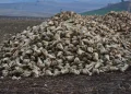 Çorumlu çiftçinin kazanç açıklaması gündem oldu: Dönümünden 25 bin lira kâr 7 Çorumlu çiftçinin kazanç açıklaması gündem oldu: Dönümünden 25 bin lira kâr
