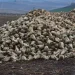 Çorumlu çiftçinin kazanç açıklaması gündem oldu: Dönümünden 25 bin lira kâr
