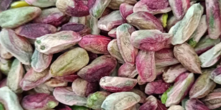 Fıstığın kilosu 600 TL ama çiftçiye asgari ücret bile kalmıyor! İşte üreticinin hesabı 1 Fistigin kilosu