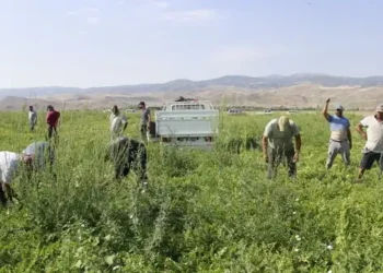 Hasadı Araban Ovası’nda başladı: 5 bin dönümlük araziden tırlarla çıkıyor!