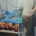 Hatay'da restoranda mide bulandıran görüntüler: 15 kilo bozuk tavuk ele geçirildi! 7 Hatay’da restoranda mide bulandıran görüntüler: 15 kilo bozuk tavuk ele geçirildi!