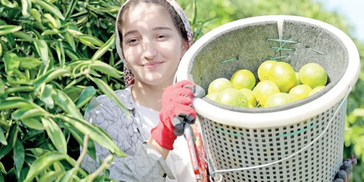 Karadeniz kapandi narenciye dalda kaldi