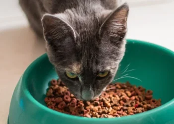 Kedi maması araştırması: Ağır metal, pestisit ve plastik tespit edildi