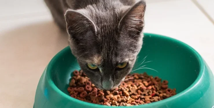 Kedi mamasi arastirmasi