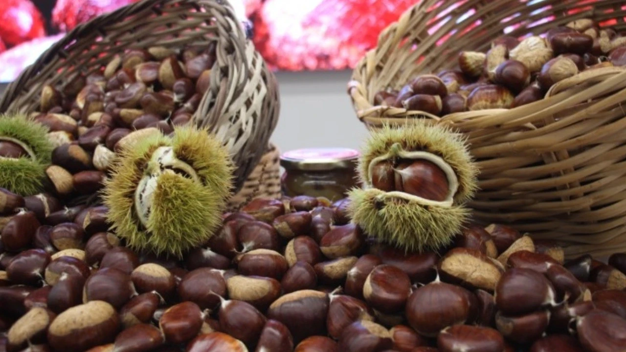 Kestane sezonu açıldı. Kilo fiyatını duyan bankaya koşuyor!
