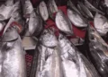 Kiloluk palamutlar 40 TL'ye satılıyor 2 Kiloluk palamutlar 40 TL’ye satılıyor