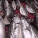 Kiloluk palamutlar 40 TL'ye satılıyor 6 Kiloluk palamutlar 40 TL’ye satılıyor