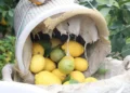 Limon dalında 93 kuruşa indi