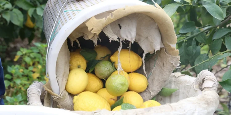 Limon dalında 93 kuruşa indi 1 Limon dalinda 93 kurusa indi