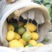 Limon dalında 93 kuruşa indi 6 Limon dalında 93 kuruşa indi