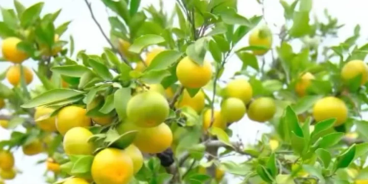 Mandalina bahçede 3–5 liraya düştü: Üretici ağaçları sökmeyi düşünüyor 1 Mandalina bahcede 3–5 liraya dustu
