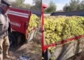 Manisa’da Üzüm Üreticisi: “Sözün Bittiği Yerdeyiz”