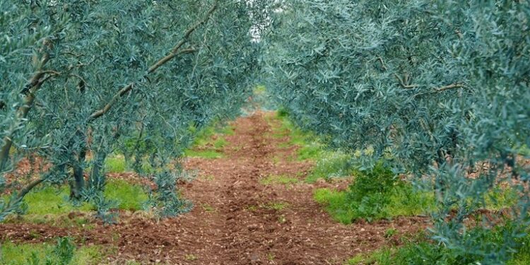 Ödüllü Zeytinyağında Erken Hasat Heyecanı! 1 Odullu Zeytinyaginda Erken Hasat Heyecani