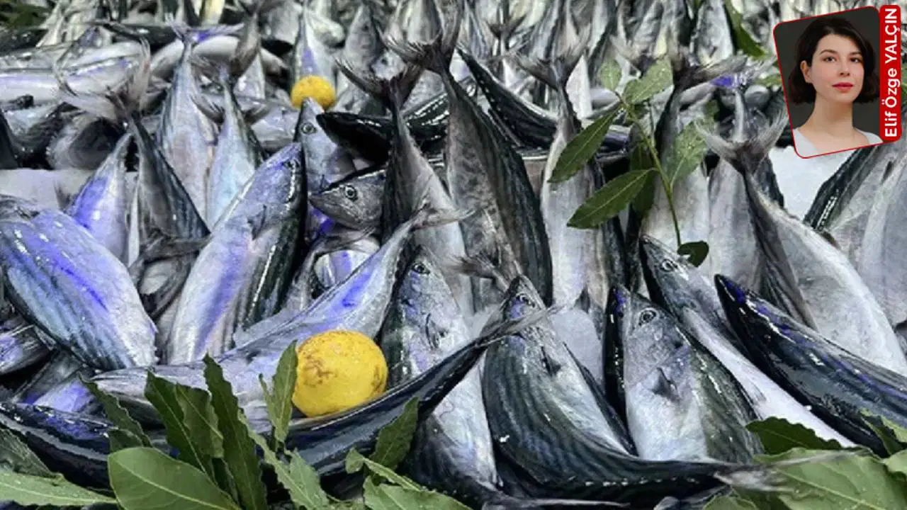 Palamutta fiyatları yükseltmek için ‘ava ara’ çağrısına Tüketici Derneği’nden tepki: ‘Tüketicinin günahı ne?’ 1 Palamutta fiyatlari yukseltmek icin