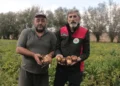 Patateste yılın son hasadı 29 Ekim’de: 500 bin ton rekolte bekleniyor