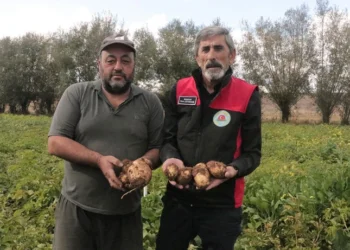 Patateste yılın son hasadı 29 Ekim’de: 500 bin ton rekolte bekleniyor