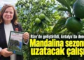 Rize’de geliştirildi, Antalya’da deneniyor! Mandalina sezonunu uzatacak çalışma