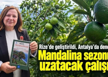 Rize’de geliştirildi, Antalya’da deneniyor! Mandalina sezonunu uzatacak çalışma