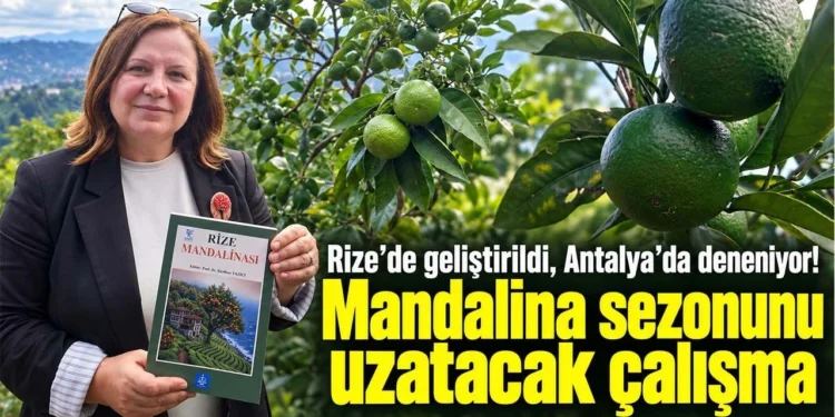 Rize’de geliştirildi, Antalya’da deneniyor! Mandalina sezonunu uzatacak çalışma 1 Rize mandalinasi