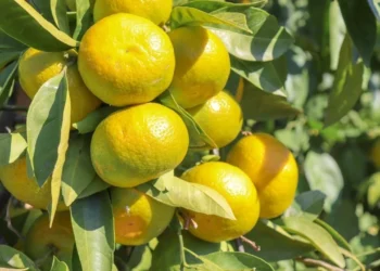 Satsuma ihracatında çifte kriz kapıda
