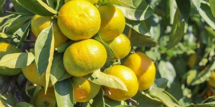 Satsuma ihracatında çifte kriz kapıda 1 Satsuma