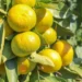 Satsuma ihracatında çifte kriz kapıda
