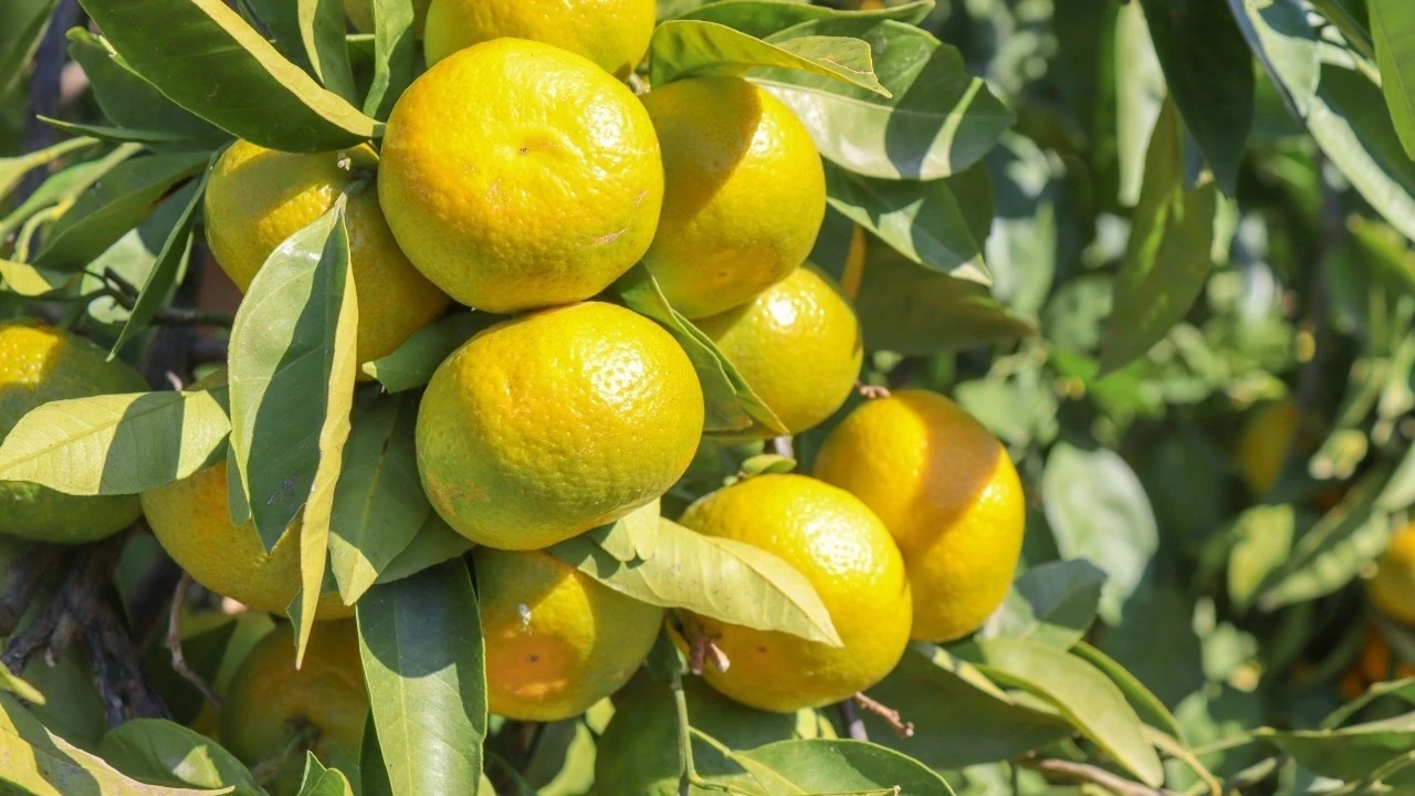 Satsuma ihracatında çifte kriz kapıda
