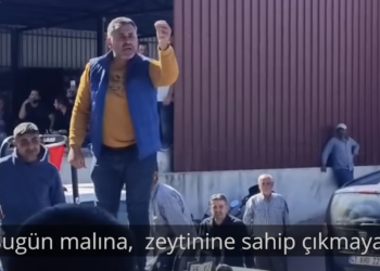 Akhisar çiftçisi zeytini için onuru için ayakta