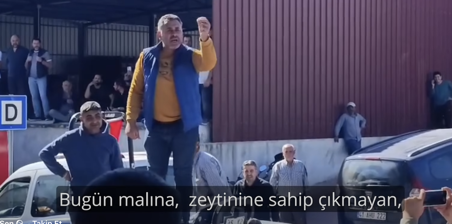 Akhisar çiftçisi zeytini için onuru için ayakta