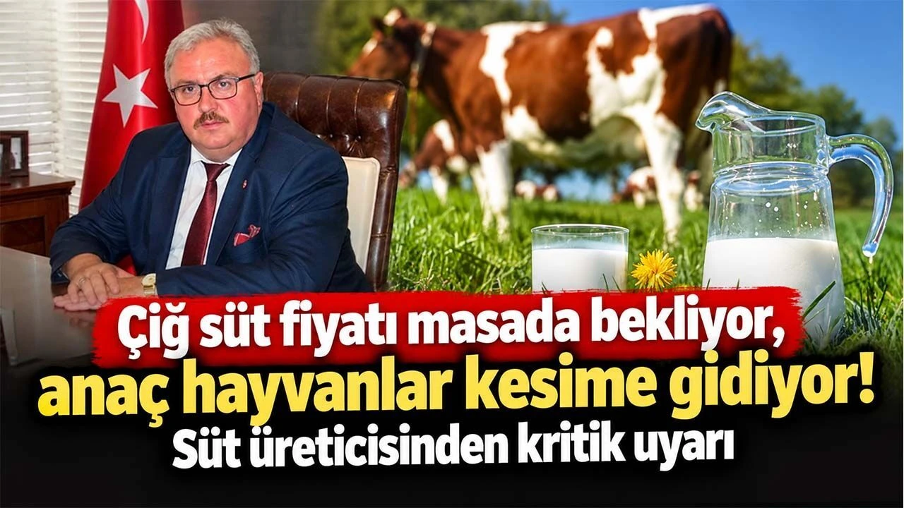 Süt üreticisinden kritik uyarı: Fiyat artışı gecikirse anaç hayvanlar kesime gidecek! 1 Sut ureticisinden kritik uyari