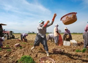 TARSİM’den çiftçiye yeni haklar: Don teminatı, prim indirimi ve artan ödemeler