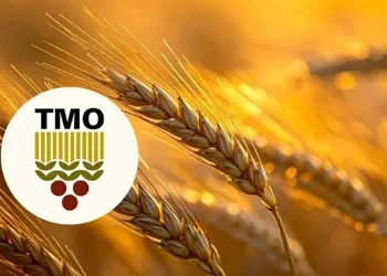 TMO, kasımda piyasaya 5,5 milyon ton hububat arz edecek