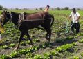 Tarımda Orta Çağ’a geri döndük