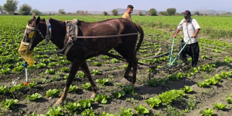 Tarımda Orta Çağ’a geri döndük 1 Tarimda Orta Caga geri donduk