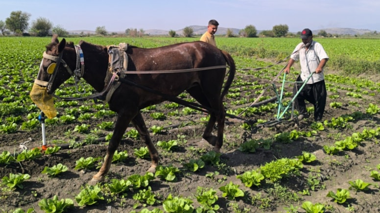 Tarımda Orta Çağ’a geri döndük