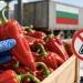Türkiye’den Bulgaristan’a gönderilen biberler sınırda imha edildi: 3 pestisit kalıntısı tespit edildi 7 Türkiye’den Bulgaristan’a gönderilen biberler sınırda imha edildi: 3 pestisit kalıntısı tespit edildi
