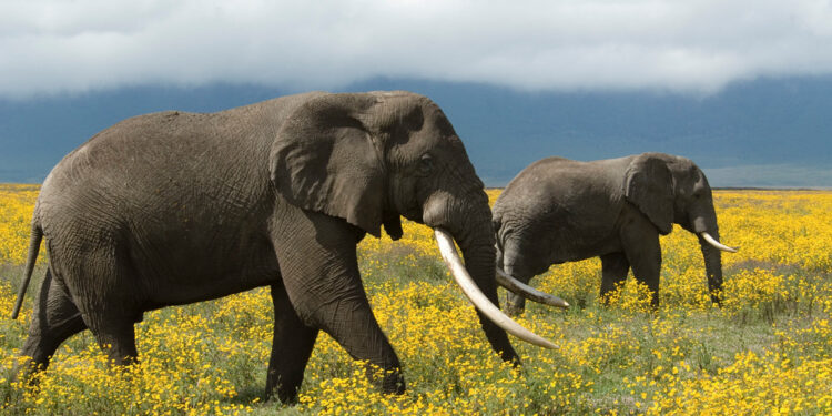 Yaşayan Gezegen 2026: Doğa İçin Hâlâ Umut Var 1 Two African elephant (Loxodonta africana) roaming the flowery grass land, Tanzania.