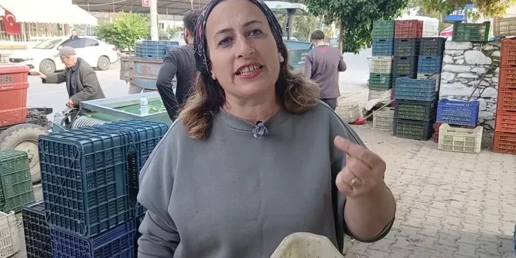 Zeytin 70 liradan 20 25 liraya dustu