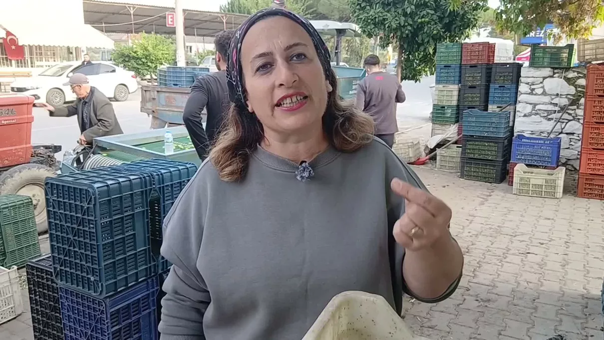Zeytin 70 liradan 20-25 liraya düştü: ‘Çiftçi yoksa biz yokuz’