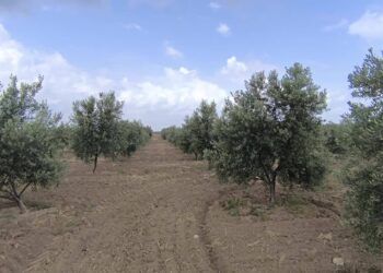Zeytin üreticileri isyan etti: Böyle giderse ağaçları kesmek zorunda kalacağız
