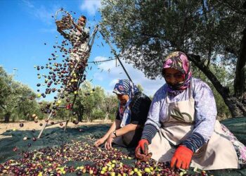 Zeytinde maliyet çıkmazı: Astarı yüzünü geçti