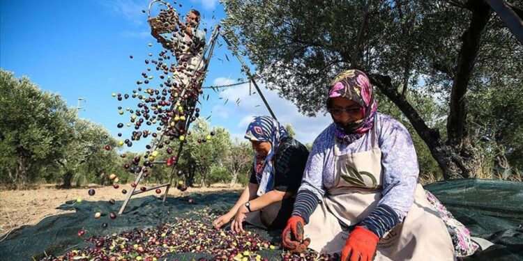 Zeytinde maliyet çıkmazı: Astarı yüzünü geçti 1 Zeytinde maliyet cikmazi