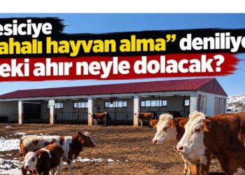 Besiciye “pahalı hayvan alma” deniliyor! Peki karkas fiyatı neden maliyetle birlikte yükselmiyor?