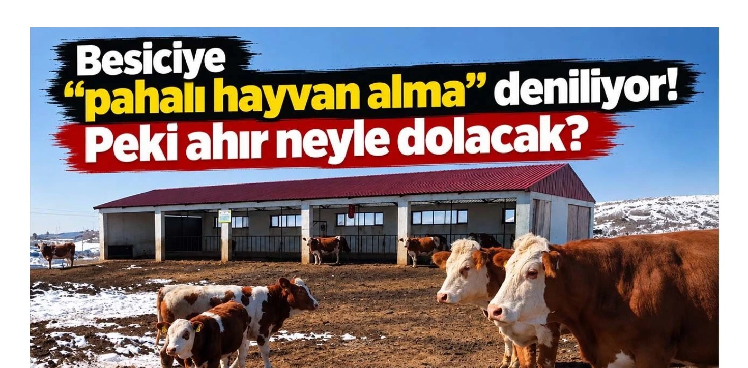 Besiciye “pahalı hayvan alma” deniliyor! Peki karkas fiyatı neden maliyetle birlikte yükselmiyor?